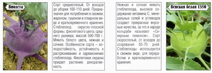 Капуста кольраби фото полезные свойства рецепты приготовления Калорийность кольраби фото - Coffeebull.ru