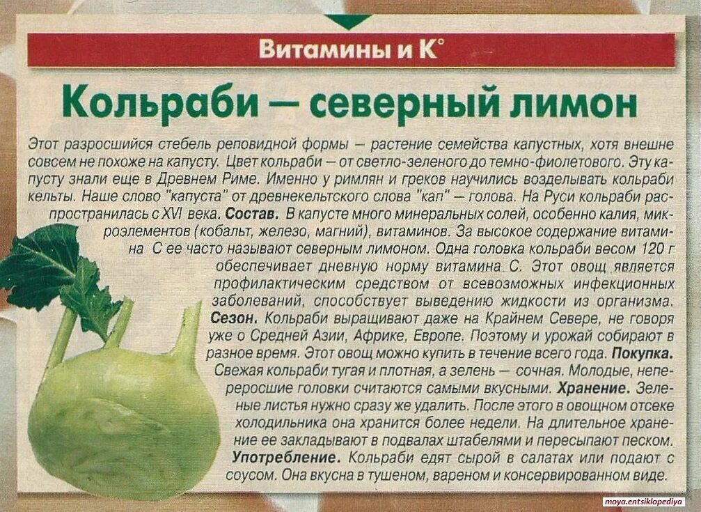 Капуста кольраби фото полезные свойства рецепты приготовления Кольраби - северный лимон Health, Health fitness, Fitness