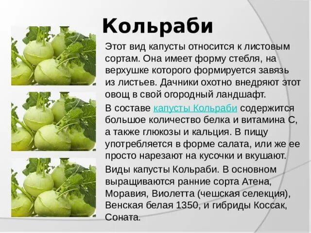 Капуста кольраби фото полезные свойства рецепты приготовления "Презентация "Капуста