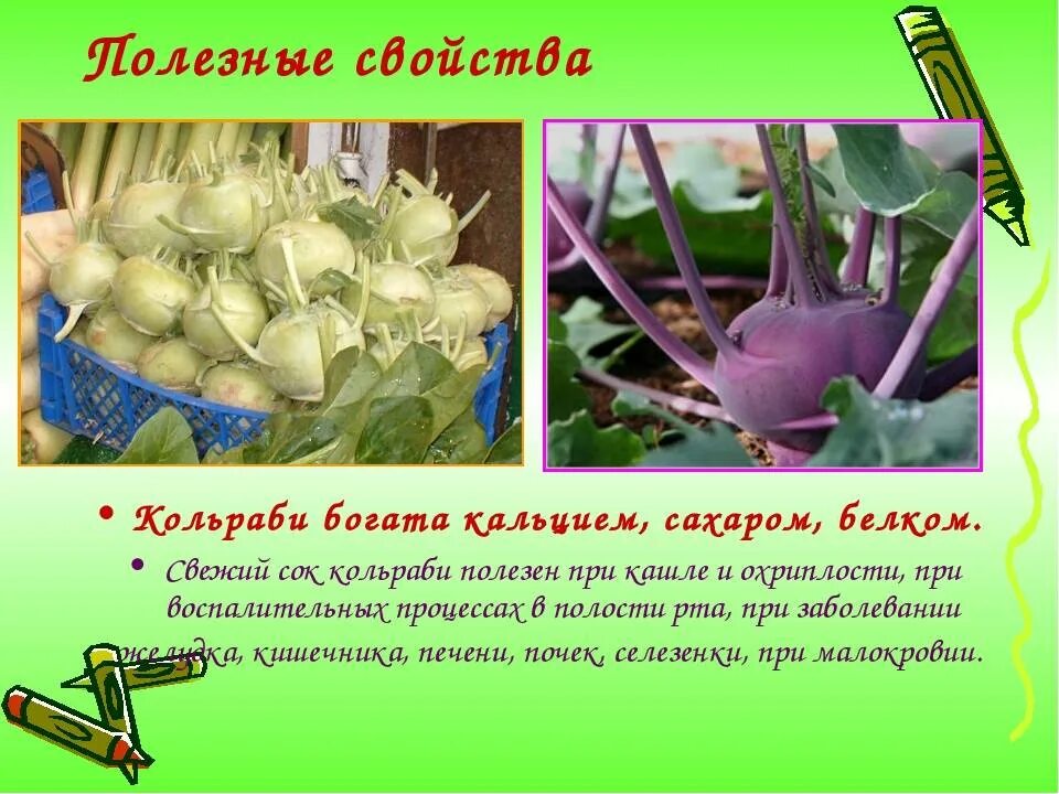Капуста кольраби фото полезные свойства рецепты приготовления Кольраби капуста польза и вред - CoffeePapa.ru
