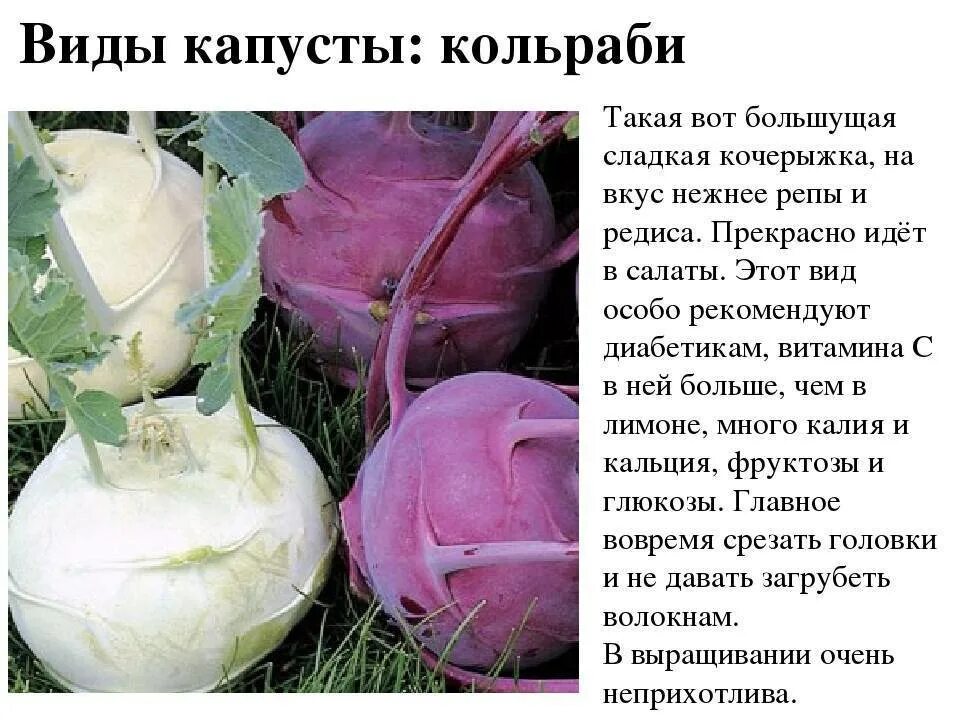 Капуста кольраби фото рецепты Капуста свежая польза - CoffeePapa.ru
