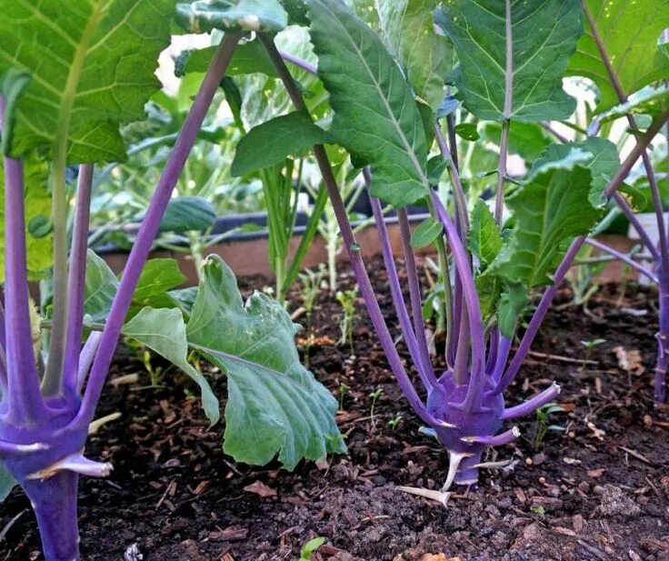 Капуста кольраби фото выращивание 10 Purple Vegetables to Grow in Your Superfood Garden in 2021 Purple vegetables,
