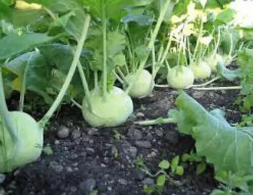 Капуста кольраби фото выращивание Hybrid seeds Indian, Bangladeshi Seeds Kohlrabi, Kholrabi, Shalgom, Olkopi ওলকপি