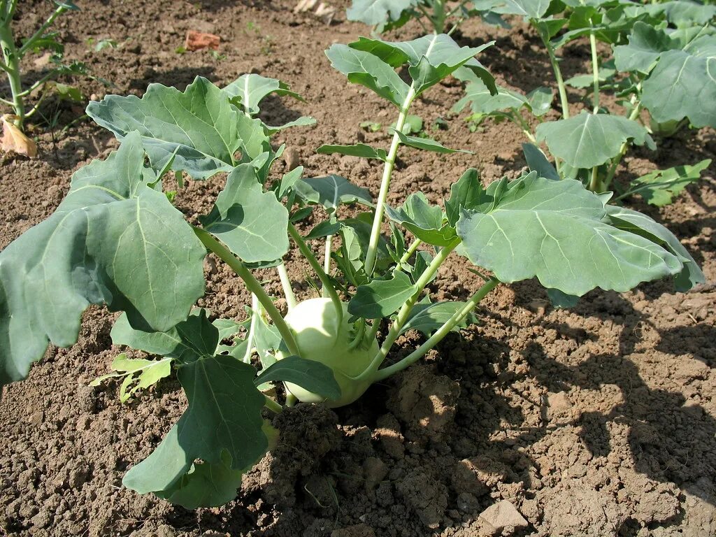 Капуста кольраби фото выращивание и уход Kohlrabi ( (Brassica oleracea L. convar. acephala (DC.) Al. Flickr