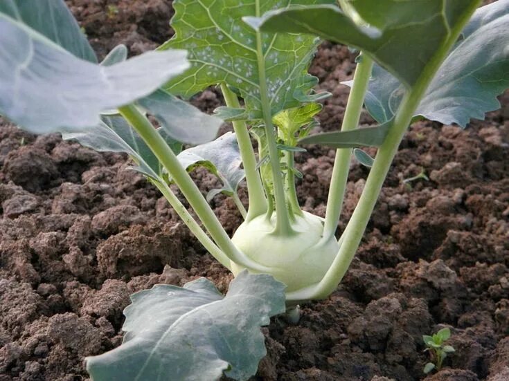 Капуста кольраби фото выращивание и уход karalabe tarsnovenyei 02 Home vegetable garden, Growing vegetables, Garden compa