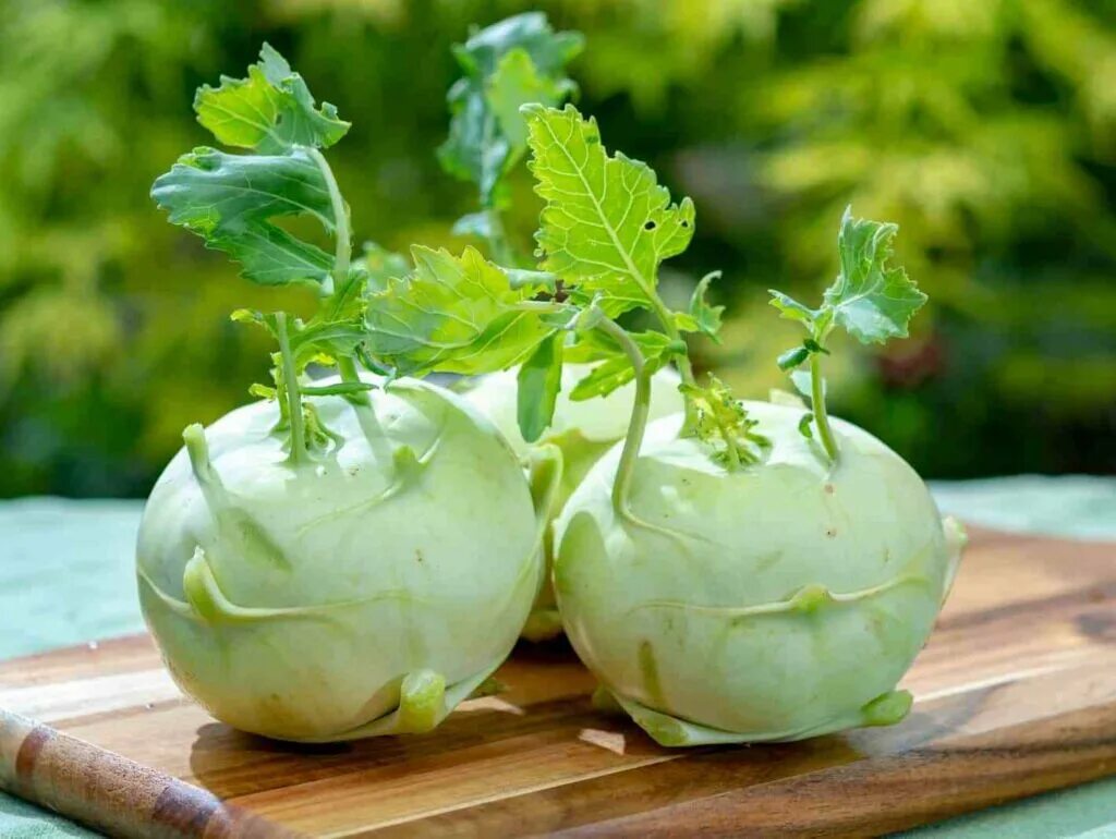 Капуста кольраби фото выращивание и уход Кольраби капуста Кроуновка