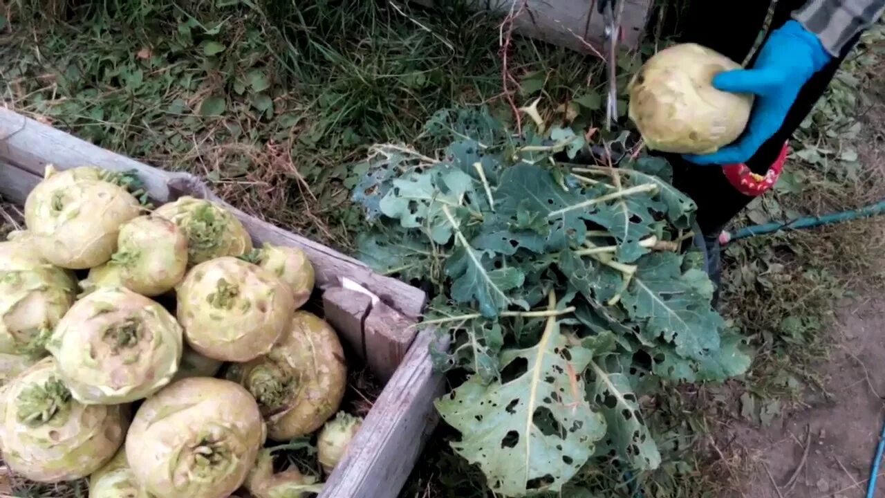 Капуста кольраби фото выращивание и уход Капуста кольраби - стеблевая репа. Урожай кольраби "Гигант" - YouTube