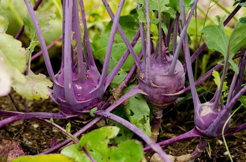 Капуста кольраби фото выращивание и уход Early Purple Vienna Kohlrabi (Heirloom, 60 Days)