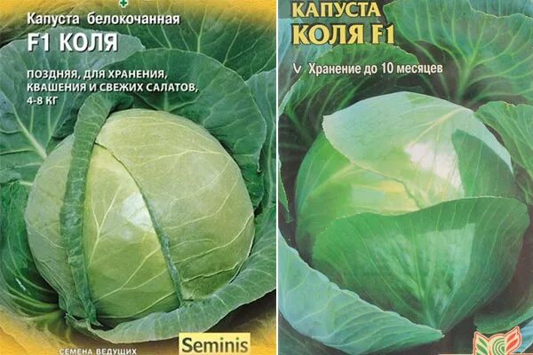 Капуста коля фото Капуста Коля F1: отзывы, описание сорта, фото, характеристика, достоинства и нед