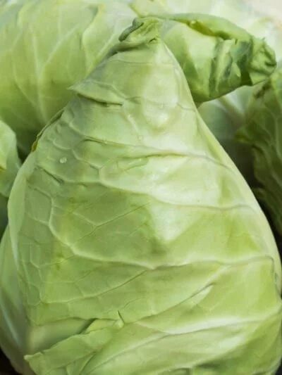 Капуста конусовидная фото What Is Caraflex Cabbage: Growing Caraflex Cabbage Heads