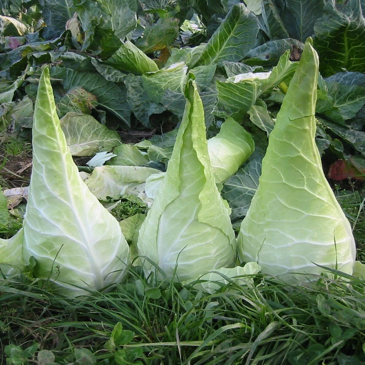 Капуста конусовидная фото Rare German Heirloom Cabbage Fall garden vegetables, Rare flowers, Heirloom vege