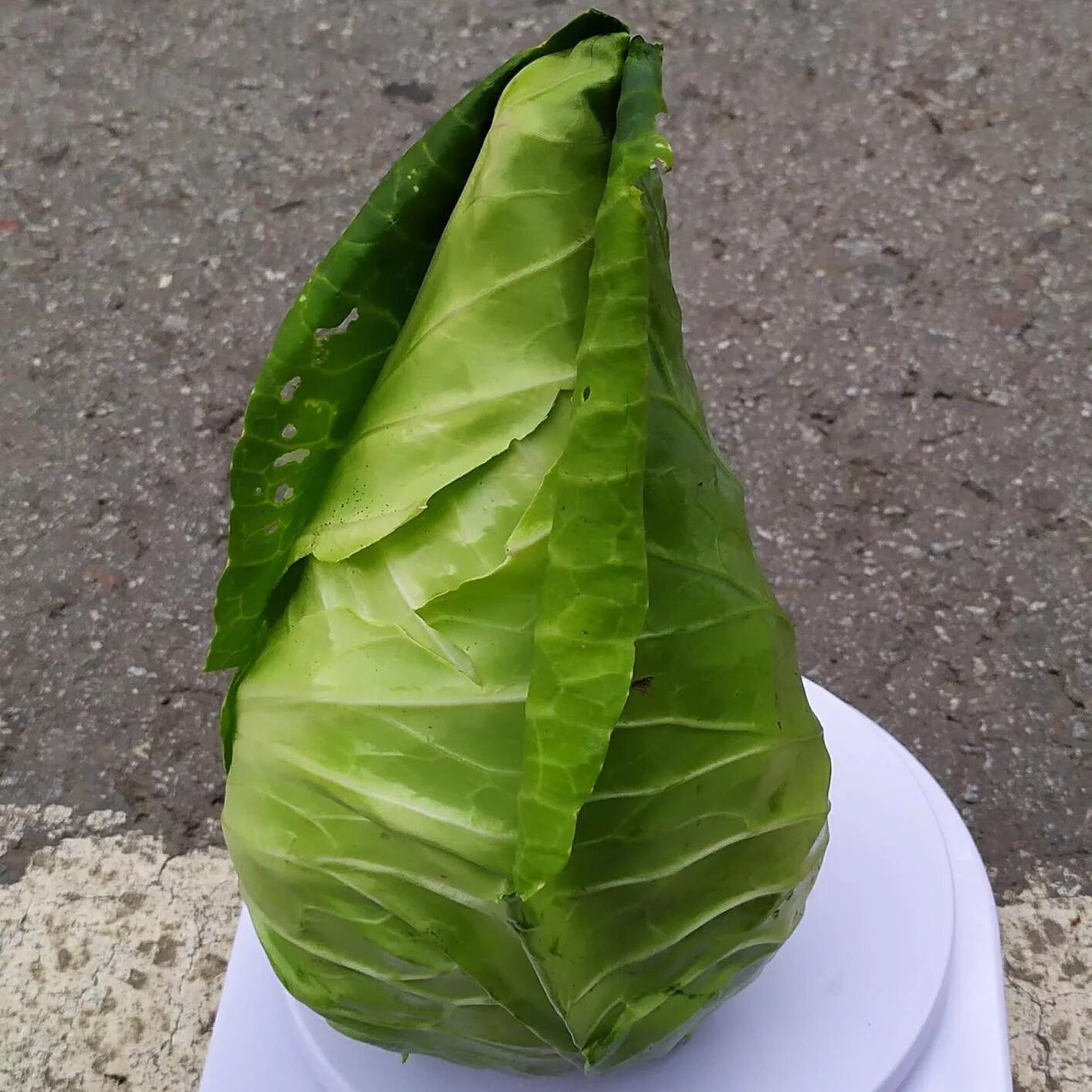 Капуста конусовидная фото Капуста пекинская KS / КС 888 F1 - Kitano Seeds купить с доставкой по почте