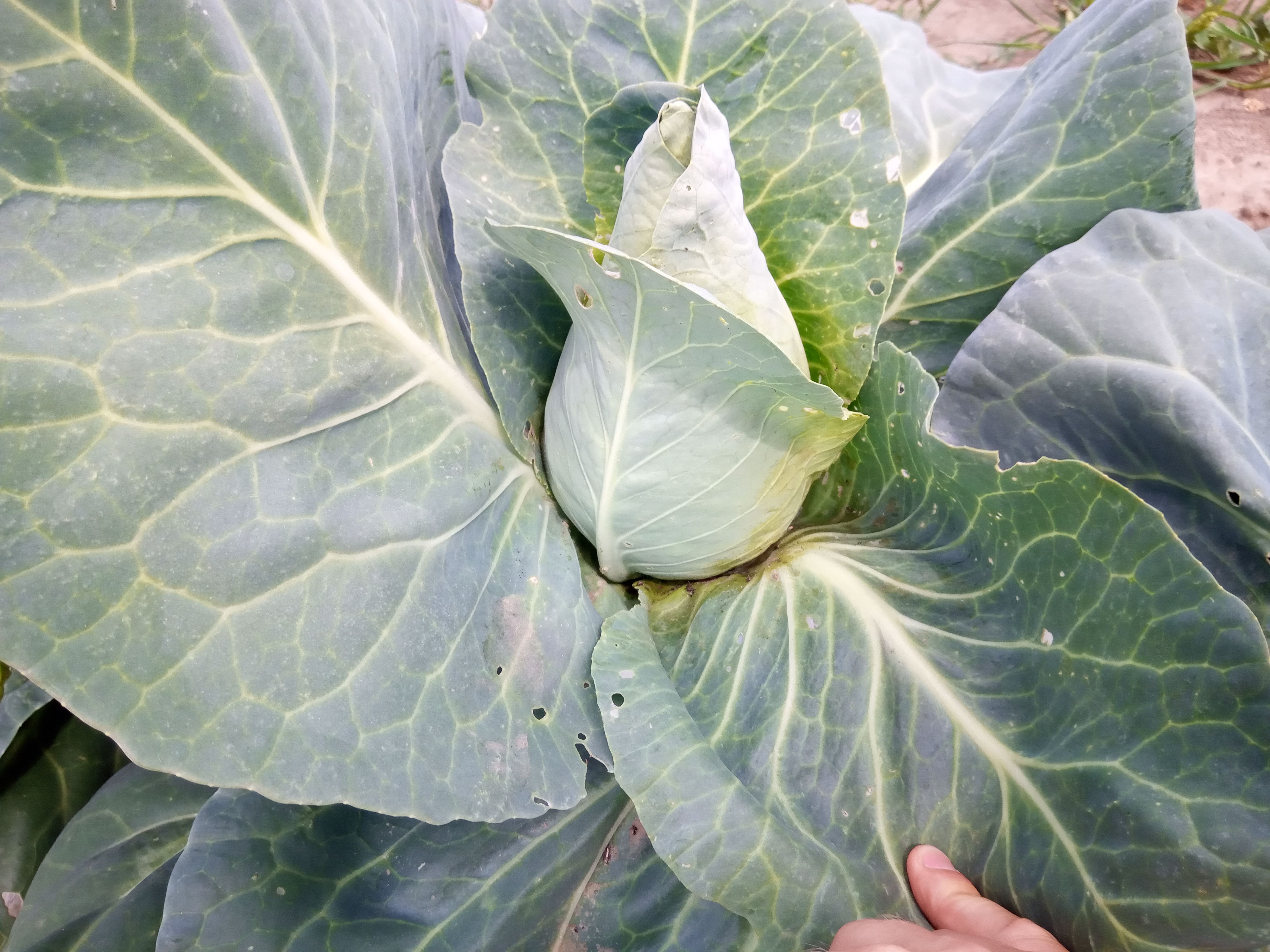 Капуста конусовидная фото Конусная капуста Cone cabbage Plant leaves, Plants, Garden