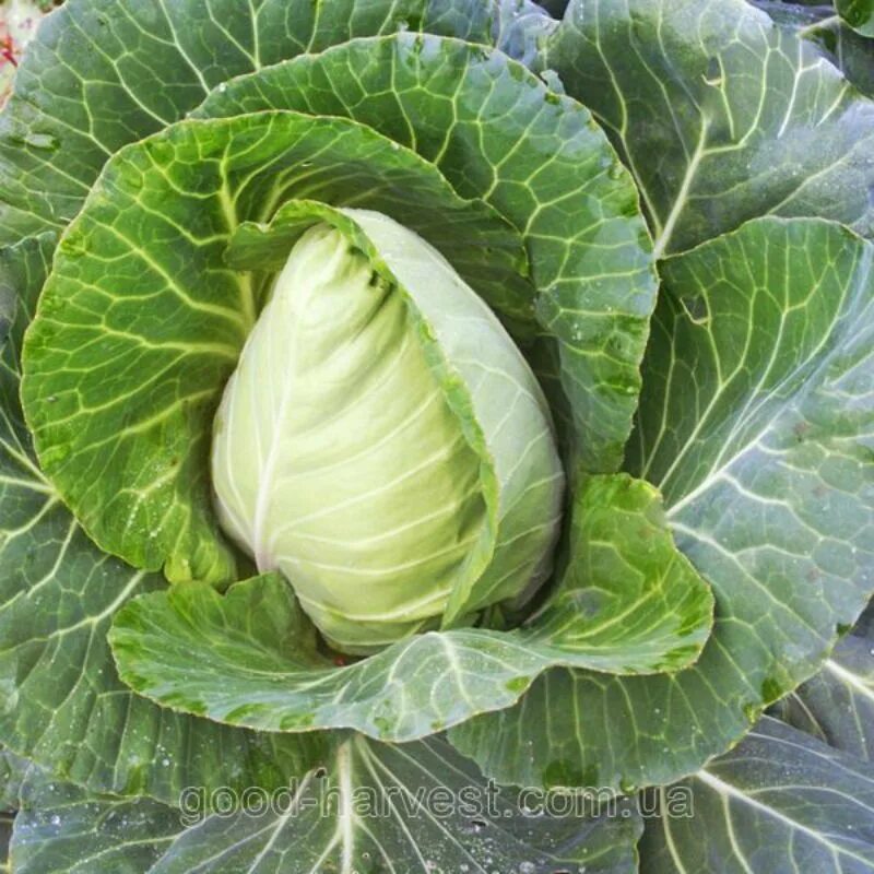 Капуста конусовидная фото Серце великого бика капуста конічна насіння GL Seeds купити, вигідна ціна в Укра