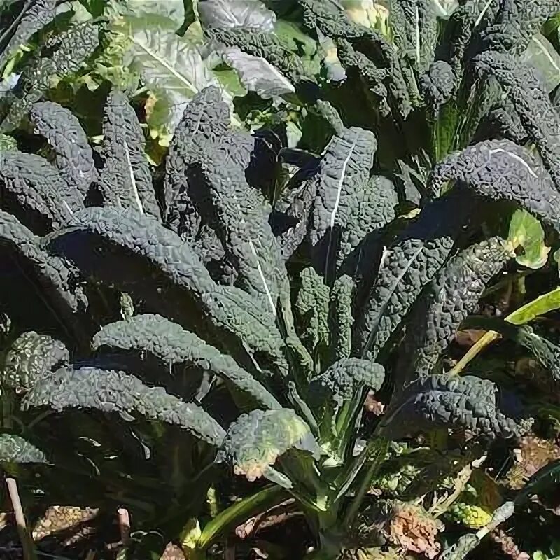 Капуста кормовая фото описание The Green Garden: Grow Your Own Food in Containers
