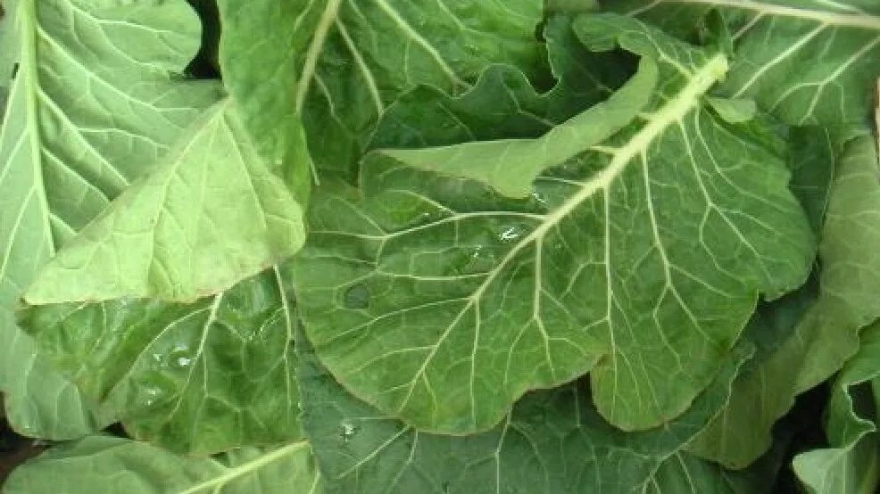 Капуста кормовая фото описание Legislators OK collard greens as official vegetable