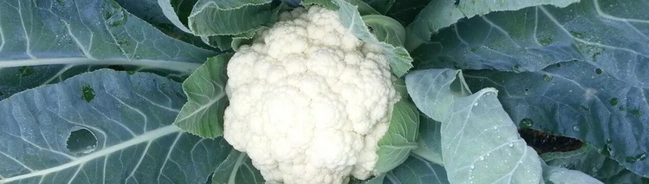 Капуста коза дереза фото Цветная капуста Коза-Дереза: описание, плюсы и минусы, выращивание, отзывы, фото