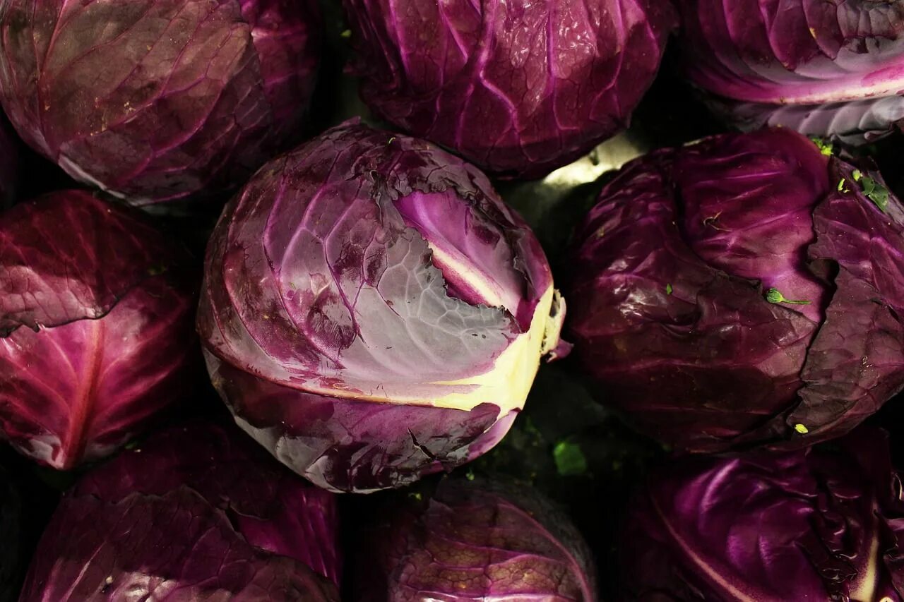 Капуста краснокочанная сорта фото The Purple Cabbage, #Cabbage, #Purple Red cabbage, Cabbage, Purple vegetables