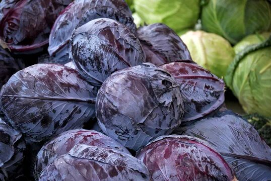 Капуста краснокочанная сорта фото Rotkohl Images - Browse 4,849 Stock Photos, Vectors, and Video Adobe Stock