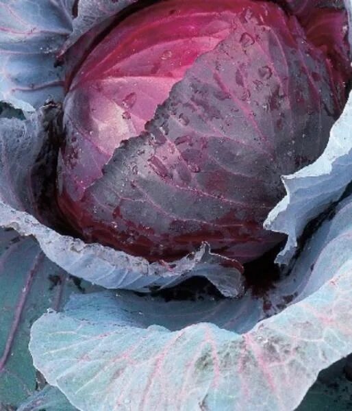 Капуста краснокочанная сорта фото Купить семена Капуста краснокоч. Рэд Джевел F1 15 шт. (Саката) по лучшей цене с 