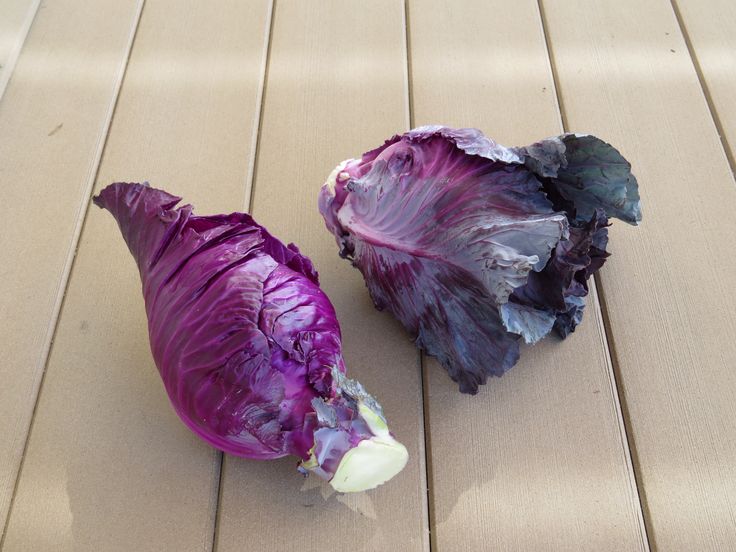 Капуста краснокочанная сорта фото Mar. 20 column: Anthocyanins Garden, Purple, Color