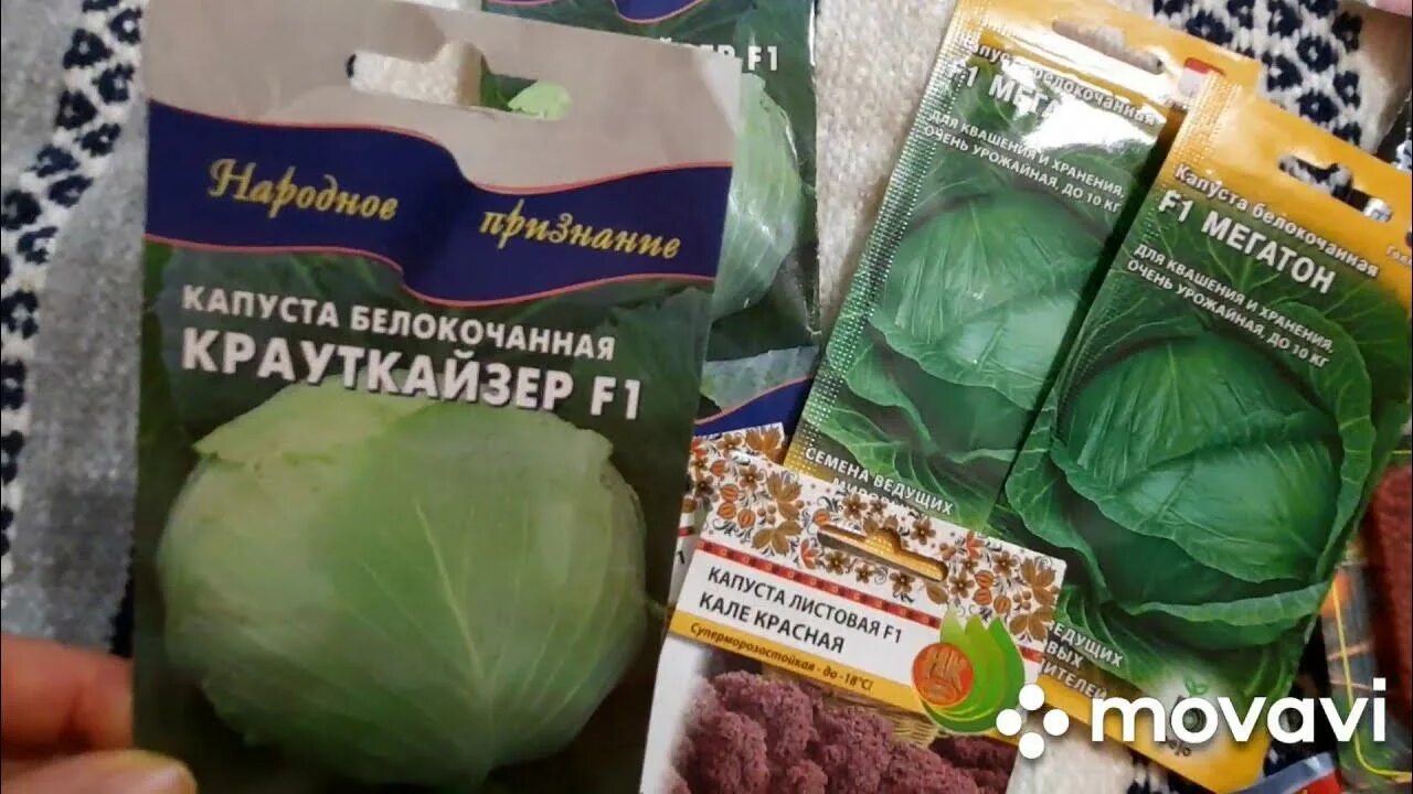 Капуста крауткайзер описание сорта фото отзывы садоводов ОБЗОР Семян - капусты Крауткайзер, Мегатон и Кале.)) Часть 6 #обзор_семян #сезон