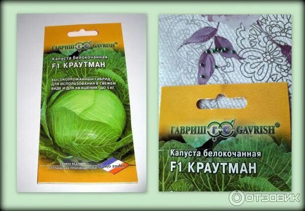Капуста краутман описание сорта фото отзывы Отзыв о Семена капусты белокочанной Гавриш "F1 Краутман" Капусточка полезная...х