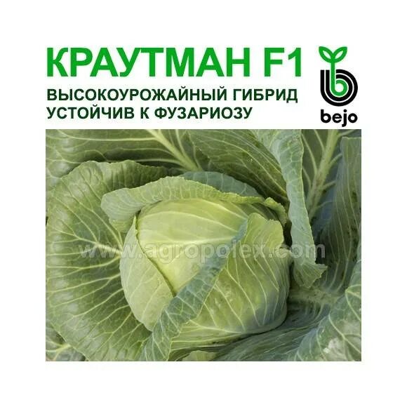 Капуста краутман описание сорта фото отзывы Капуста краутман f1: характеристика гибрида, описание урожайности сорта белокоча