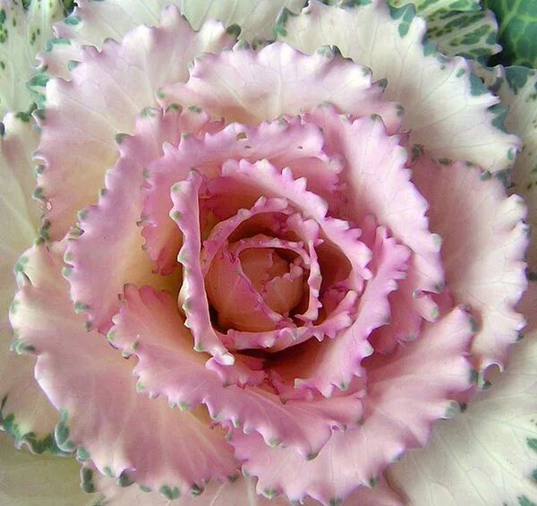 Капуста крейн пинк фото Ornamental Kale Flowering kale