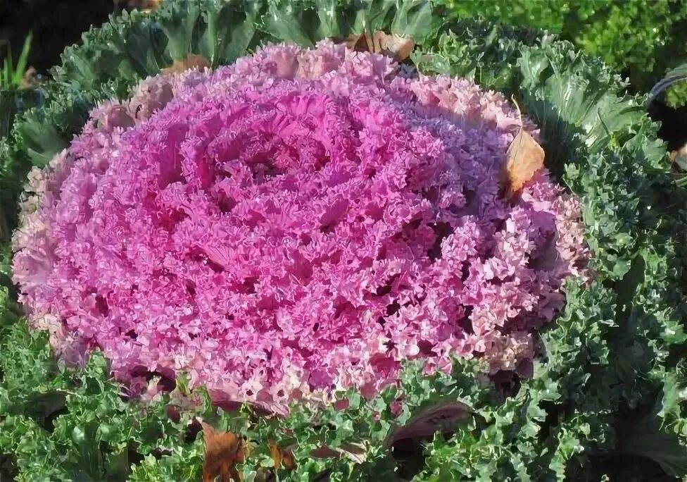 Капуста крейн пинк фото Капуста декоративная Северная роза 0,1 г. - купить в питомнике "КСП" с доставкой