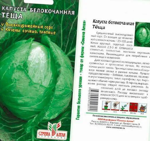 Капуста крюмон описание сорта фото отзывы Крюмон капуста фото - Arhids.ru