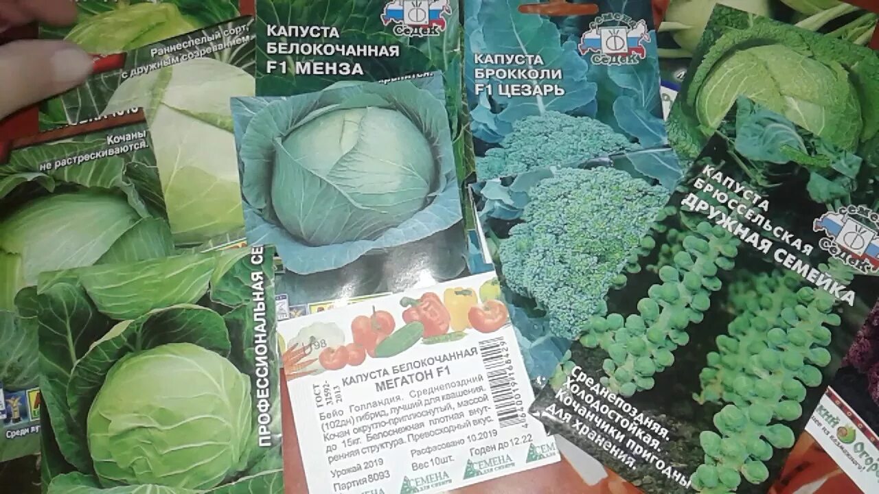 Капуста крюмон описание сорта фото отзывы КАПУСТА! ЛУЧШИЕ СОРТА! ПРОВЕРЕНО! - YouTube