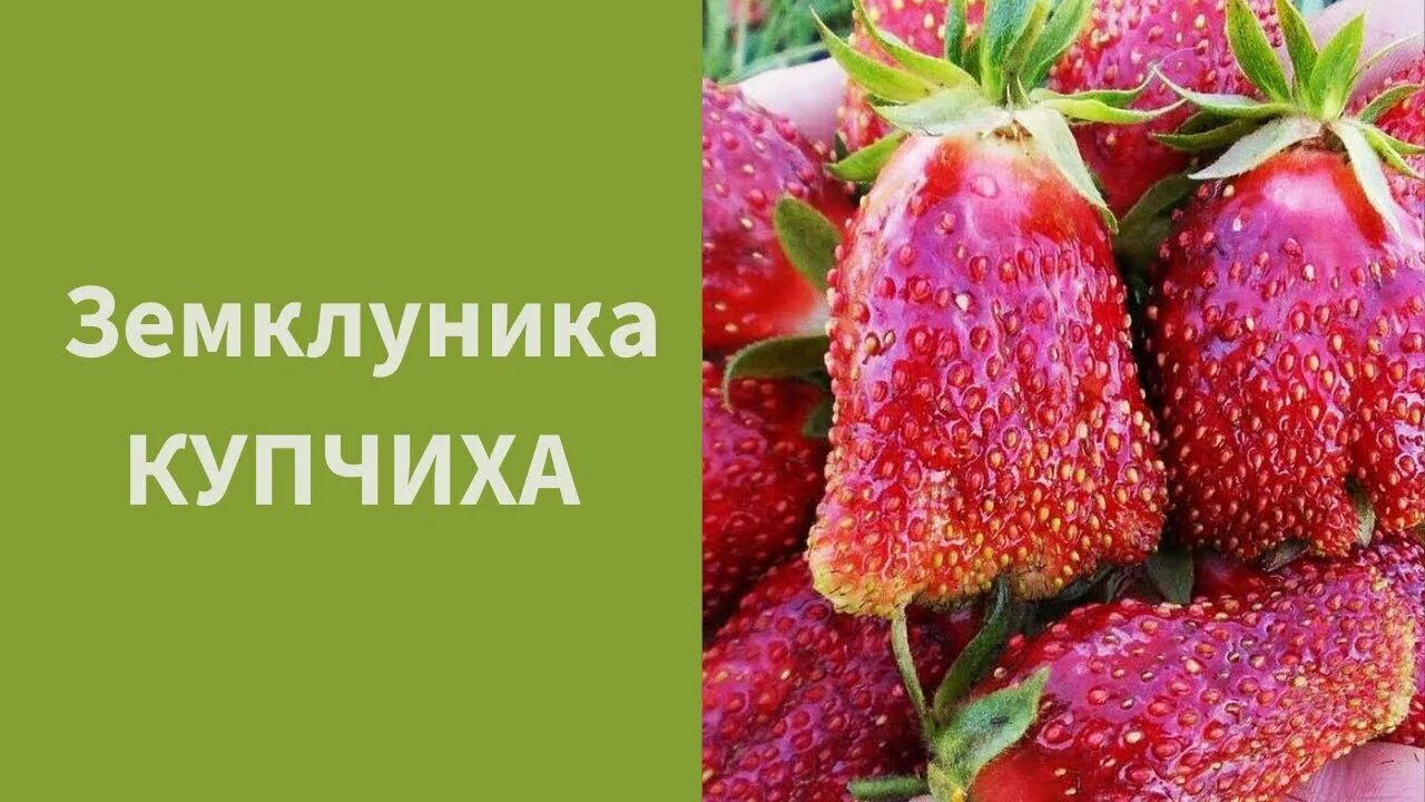 Капуста купчиха описание сорта фото отзывы садоводов #19 Земклуника "Купчиха". Новинка в МОЕМ саду! Мнение о ней противоречивые... Ре