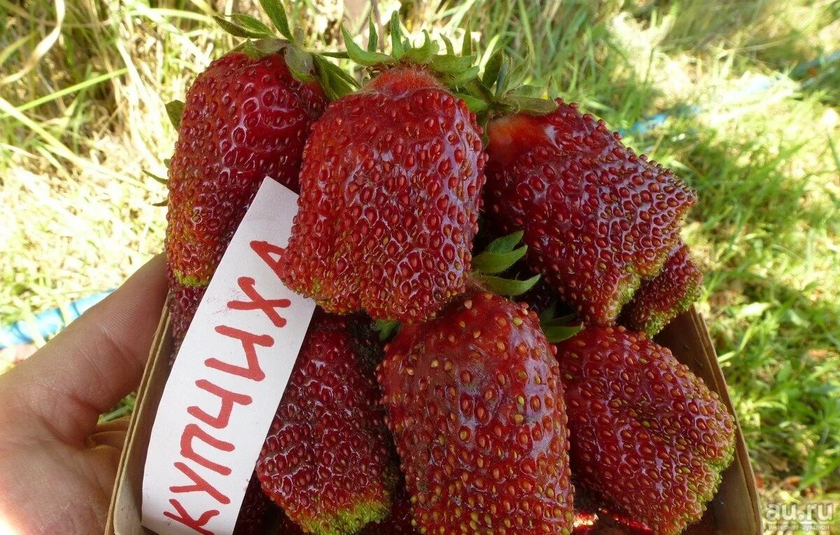 Капуста купчиха описание сорта фото отзывы садоводов Клубника Купчиха Среднеспелый сорт - купить саженцы в Туле