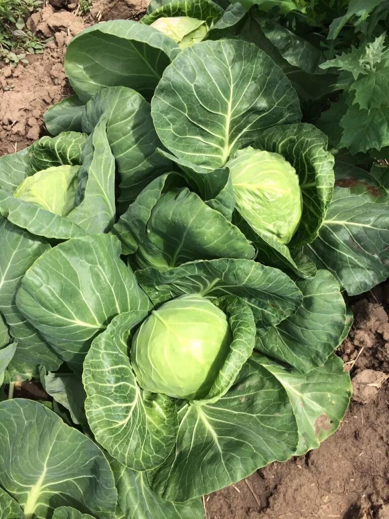 Капуста купчиха отзывы фото Продам Капусту, сорт Нозоми Крестьянские ведомости