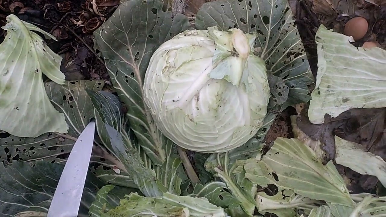 Капуста купчиха отзывы фото капуста купчиха. урожайный сорт среднепозднего срока созревания. - YouTube
