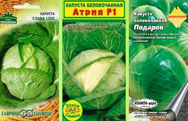 Капуста купчиха отзывы фото Какие сорта капусты для квашения: найдено 89 изображений