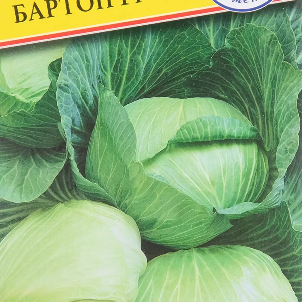 Капуста купчиха отзывы фото Краутман капуста описание отзывы фото