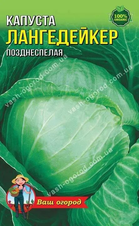 Капуста лангедейкер описание сорта фото Капуста Лангедейкер: отзывы