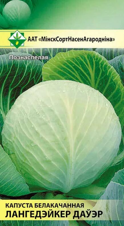 Капуста лангедейкер описание сорта фото Капуста б/к Лангедейкер дауэр 0.5г купить в Минске, Гомеле, Витебске, Могилеве, 