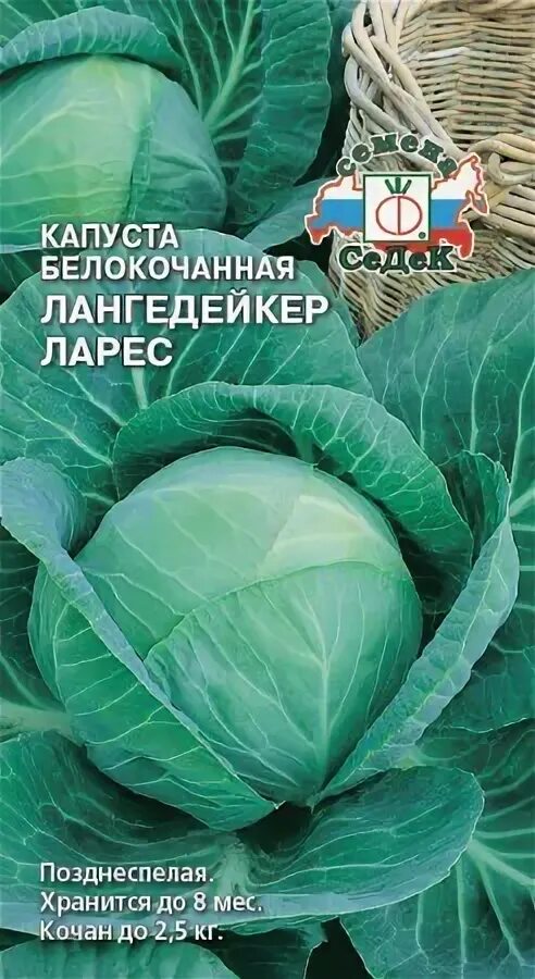 Капуста лангедейкер описание сорта фото 2023 Капуста б/к Лангедейкер Ларес - Сезон у Дачи