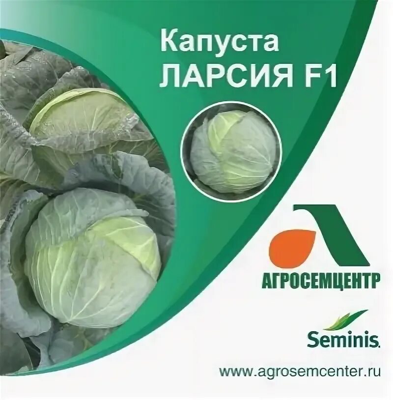 Капуста ларсия описание сорта фото Larsiya