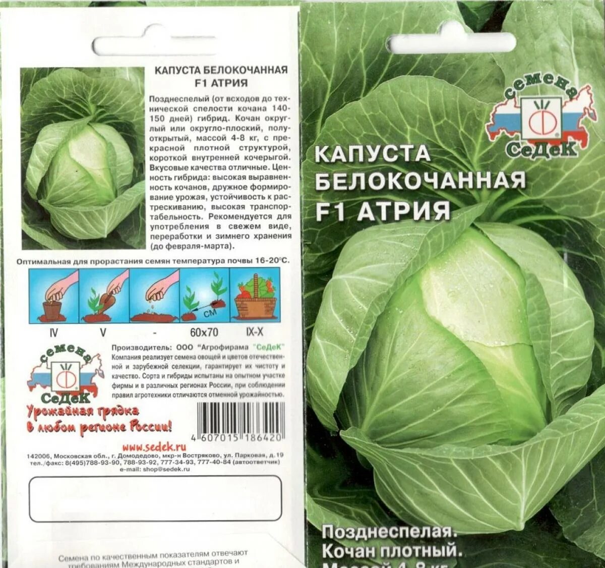 Капуста ларсия описание сорта фото Капуста Б/к Атрия F1 0,05 Г Седек овощные Наш сад, пакеты цветные Семена Продукц