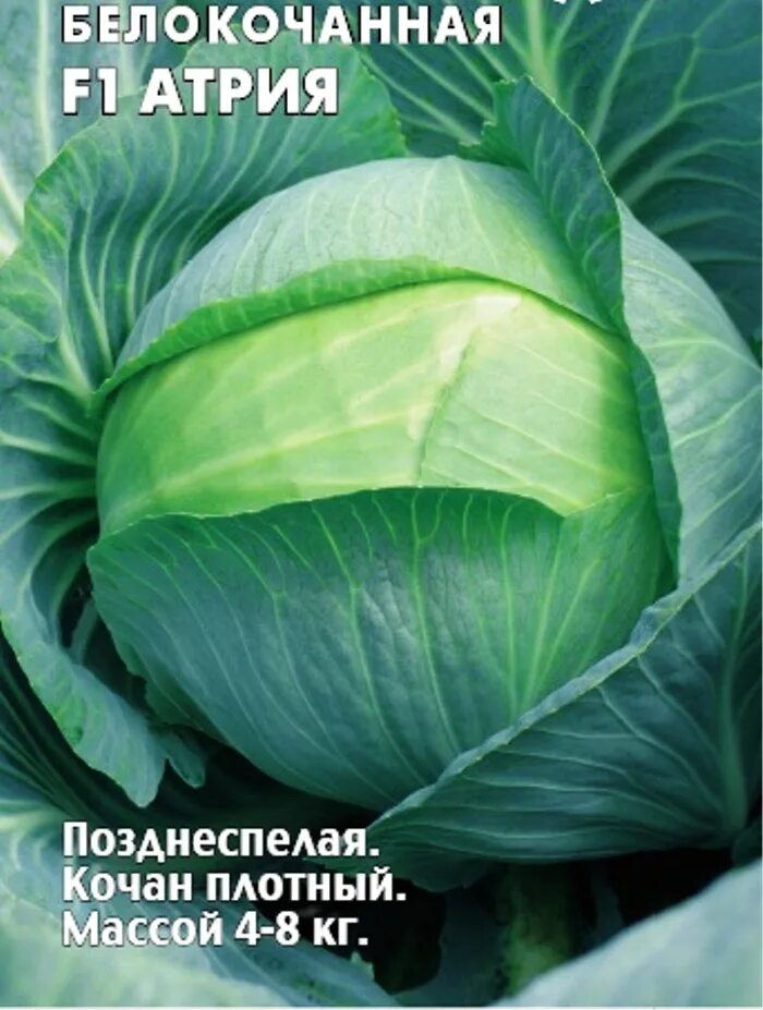 Капуста ларсия описание сорта фото отзывы садоводов Семена Капуста б/к F1 Атрия: описание сорта, фото - купить с доставкой или почто