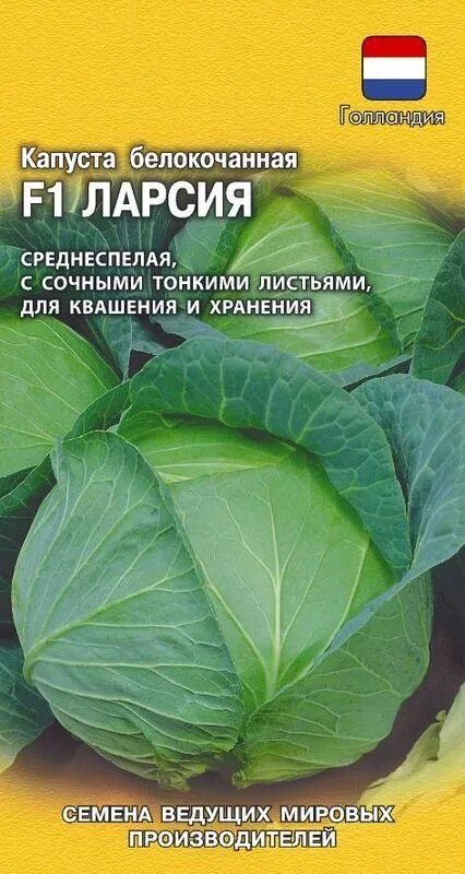 Капуста ларсия описание сорта фото отзывы садоводов Семена Капуста б/к F1 Ларсия : описание сорта, фото - купить с доставкой или поч