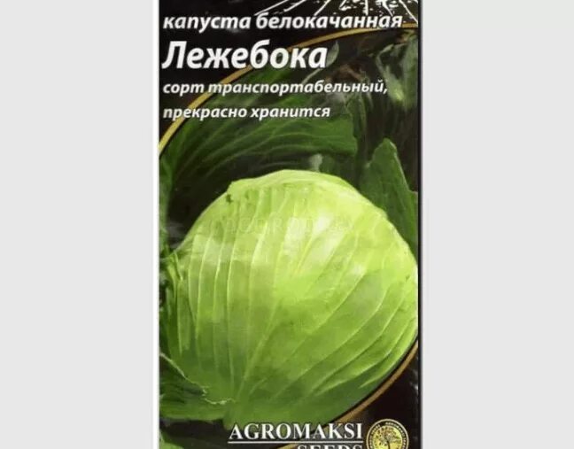 Капуста лебедушка описание сорта фото отзывы Капуста Лежебока - описание сорта, фото, отзывы