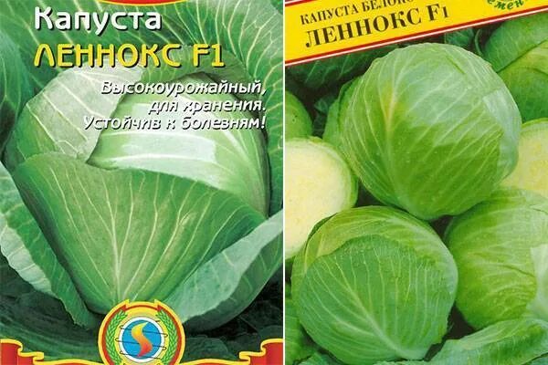 Капуста леннокс описание сорта фото отзывы садоводов Капуста леннокс описание сорта Фитостудия-63.ру
