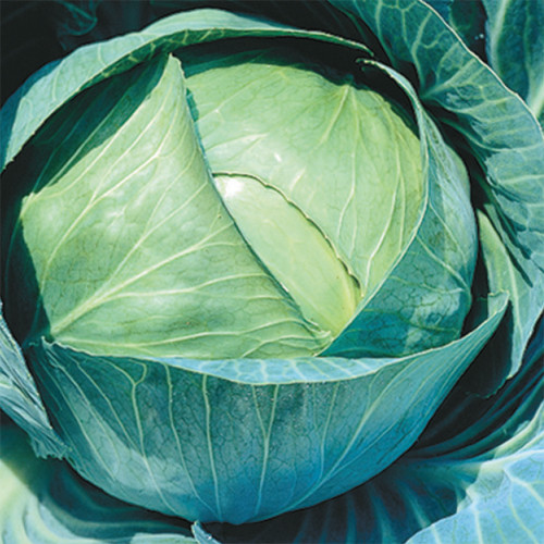 Капуста лежебока описание сорта фото Vegetables - Cabbage - Cabbage - Hybrid Green - Page 1 - Holmes Seed Company