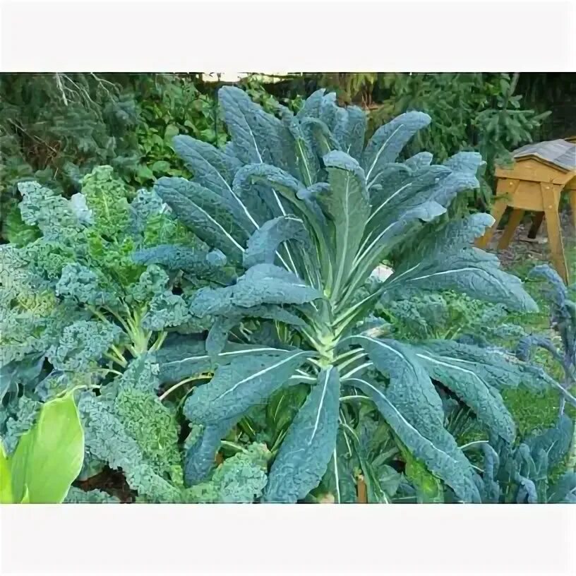 Капуста листовая рецепты приготовления с фото Seed Kingdom Cat Grass - Walmart.com