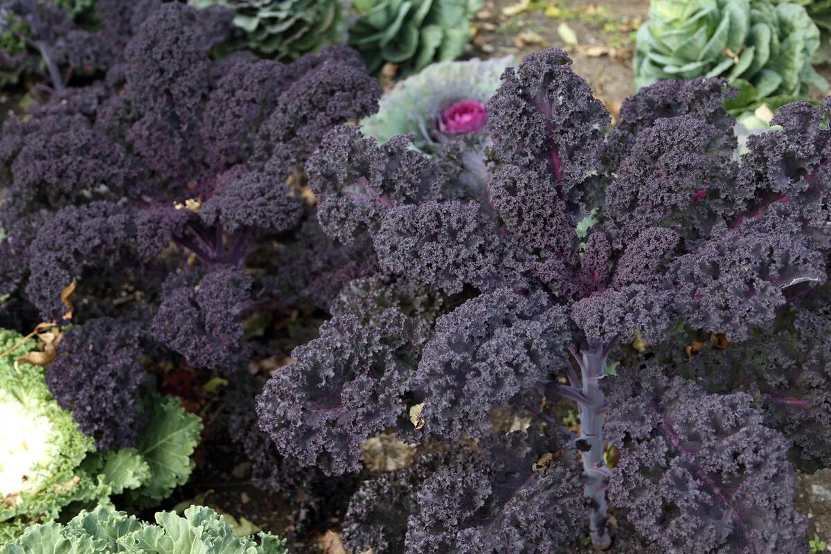 Капуста листовая рецепты приготовления с фото Капуста листовая Кале Kale Lacinato Rainbow - купить семена в интернет-магазине